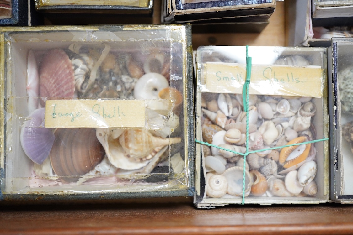 A 19th century mahogany box with three ‘lift-out’ trays, containing an old collection of sea shells and other marine invertebrates, dimensions of the box; 40.5cm wide, 23cm deep, 23cm high